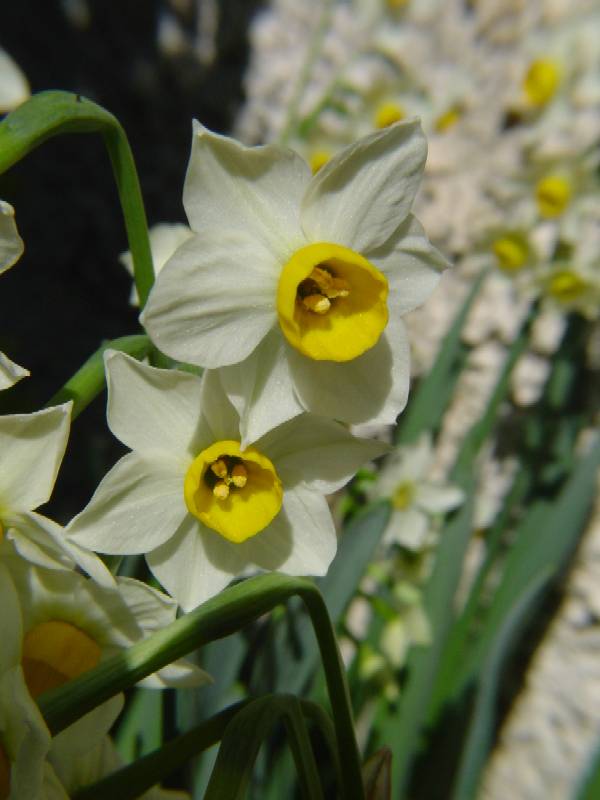 Narcissus tazetta / Narciso tazzetta